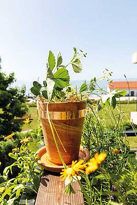 Wer frühzeitig vorsorgt - zum Beispiel mit Kupferband gegen Schnecken - kann sich auch im Hochsommer über gesunde Kräuter, knackige Salate und eine reiche Ernte freuen – und den Schnecken das Leben deutlich schwerer machen